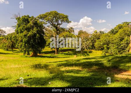 Landschaft der Entebbe Botanischen Gärten, Uganda Stockfoto