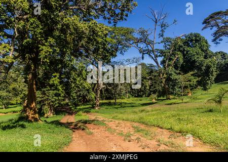 Landschaft der Entebbe Botanischen Gärten, Uganda Stockfoto
