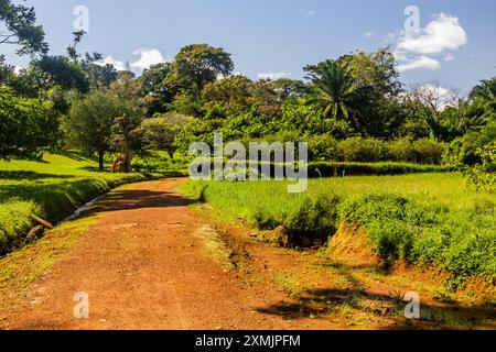 Landschaft der Entebbe Botanischen Gärten, Uganda Stockfoto