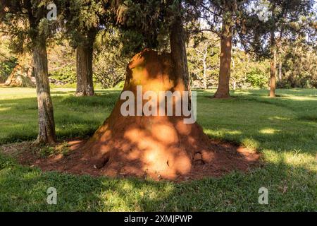 Termitenhügel in Entebbe Botanical Gardens, Uganda Stockfoto