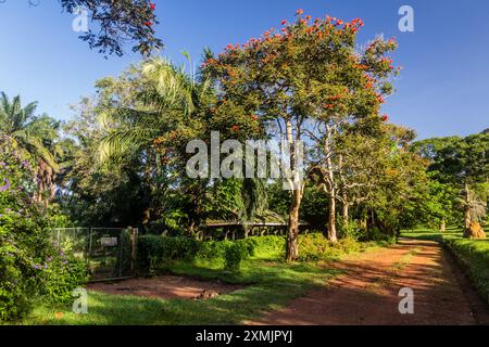 Landschaft der Entebbe Botanischen Gärten, Uganda Stockfoto