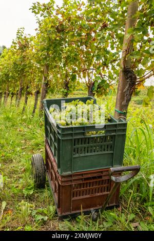 Kisten mit Trauben während der Weinerntezeit Stockfoto