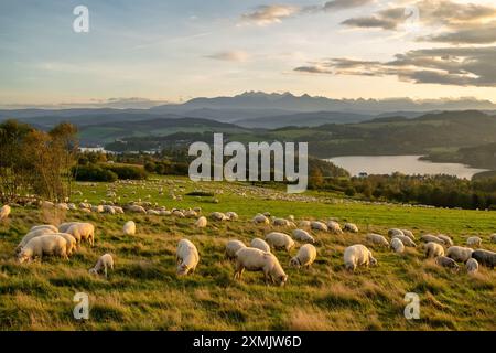 Die Schafherde, die bei Sonnenuntergang in Südpolen in den Bergen weidet Stockfoto