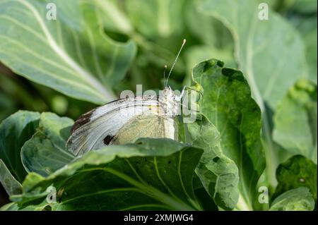 Weibchen, großer weißer Schmetterling, Pieris brassicae, legt Eier auf Blätter von rosenkohl-Pflanzen Stockfoto