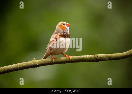 Zebrafink (Taeniopygia guttata) auf einem Baumzweig sitzender männlicher Vogel. Stockfoto