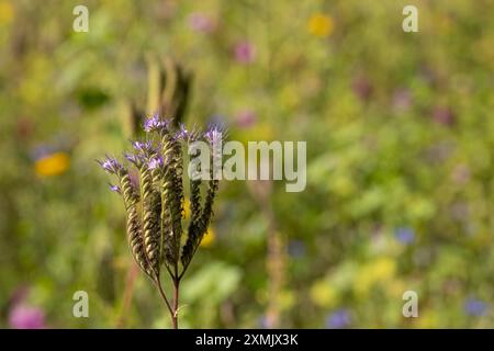 Lila tansy gegen verschwommenes Blumenfeld Stockfoto
