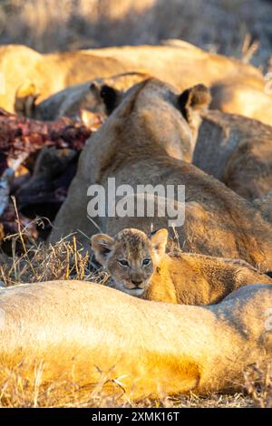 Foto eines Löwenjungen (Panthera leo leo) mit stolzen Mitgliedern, die sich von einem Giraffen-Kadaver im Hintergrund ernähren; Timbavati Nature Reserve, Limpopo, Sout Stockfoto