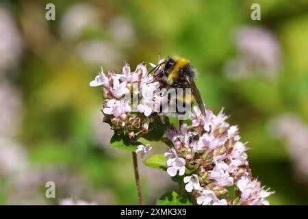 Weißschwanzhummel (Bombus lucorum) an den Blüten des süßen Marjoram (Origanum). Sommer, Juli, niederländischer Garten Stockfoto