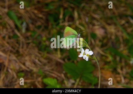 Callophrys rubi Familie Lycaenidae Gattung Callophrys Grüne Haarsträhne Schmetterling wilde Natur Insektenfotografie, Bild, Tapete Stockfoto