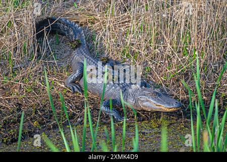 Alligatorenbeobachtung von einem Sumpfland aus im Cameron Prairie National Wildlife Refuge in Louisiana Stockfoto