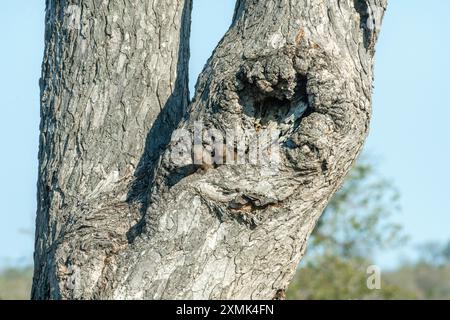 Foto von Kap-grauem Mungos (Herpestes pulverulentus), der aus ihrem Nest in einem Baum blickt; Timbavati Nature Reserve, Mpumalanga, Südafrika. Stockfoto