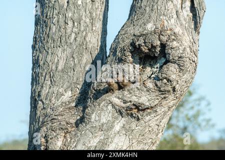 Foto von Kap-grauem Mungos (Herpestes pulverulentus), der aus ihrem Nest in einem Baum blickt; Timbavati Nature Reserve, Mpumalanga, Südafrika. Stockfoto