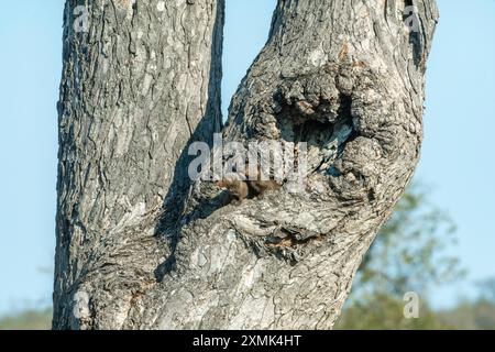 Foto von Kap-grauem Mungos (Herpestes pulverulentus), der aus ihrem Nest in einem Baum blickt; Timbavati Nature Reserve, Mpumalanga, Südafrika. Stockfoto