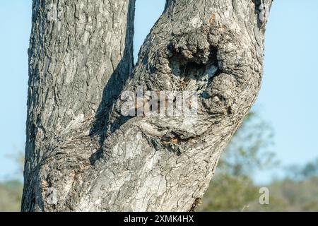 Foto von Kap-grauem Mungos (Herpestes pulverulentus), der aus ihrem Nest in einem Baum blickt; Timbavati Nature Reserve, Mpumalanga, Südafrika. Stockfoto