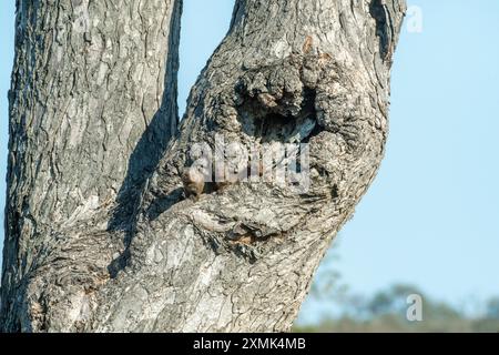 Foto von Kap-grauem Mungos (Herpestes pulverulentus), der aus ihrem Nest in einem Baum blickt; Timbavati Nature Reserve, Mpumalanga, Südafrika. Stockfoto