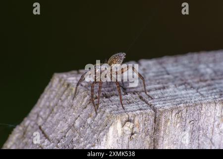 Pardosa amentata Familie Lycosidae Gattung Pardosa gefleckte Wolfsspinne wilde Natur Insektenfotografie, Bild, Tapete Stockfoto