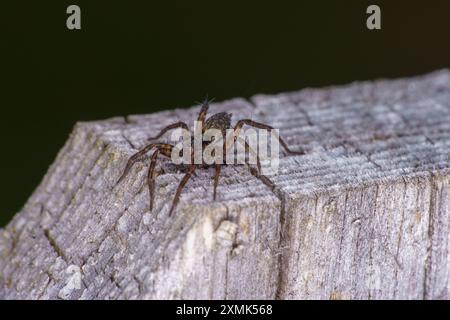 Pardosa amentata Familie Lycosidae Gattung Pardosa gefleckte Wolfsspinne wilde Natur Insektenfotografie, Bild, Tapete Stockfoto