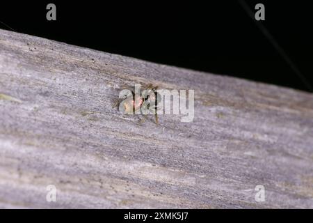 Heliophanus auratus Familie Salticidae Gattung Heliophanus springende Spinne wilde Natur Insektenfotografie, Bild, Tapete Stockfoto