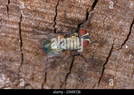 Familie Calliphoridae Blaue Grüne Fliege wilde Natur Insektenfotografie, Bild, Tapete Stockfoto