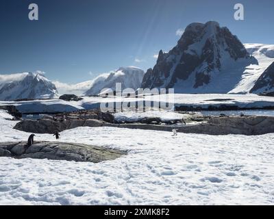 Pinguinkolonie auf Petermann Island, Wilhelm Archipel, gegenüber der Penola Strait vom Mt Scott (880 m), Graham Land, Antarktis Stockfoto