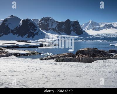 Pinguinkolonie auf Petermann Island, Wilhelm Archipel, gegenüber der Penola Straße von Graham Land und Mount Shackleton (1465 m) (r), Antarktis Stockfoto