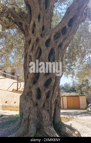 Großer und alter Olivenbaum mit wunderschönem natürlichen Muster von Zweigen im Tal der Tempel vor der Villa Aurea, Agrigento, Sizilien, Italien Stockfoto