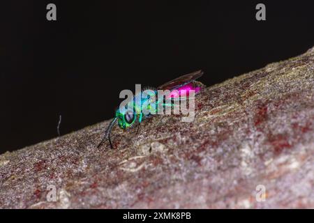 Chrysis terminata Familie Chrysididae Gattung Chrysis Kuckuckwespe wilde Natur Insektenfotografie, Bild, Tapete Stockfoto