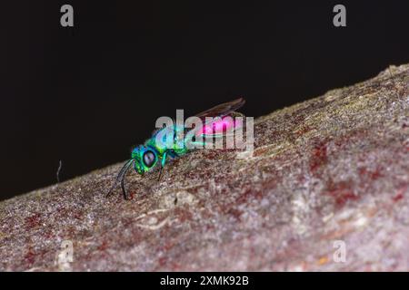 Chrysis terminata Familie Chrysididae Gattung Chrysis Kuckuckwespe wilde Natur Insektenfotografie, Bild, Tapete Stockfoto