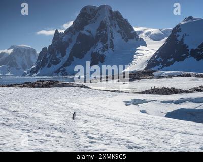 Southern Gentoo & Adelie Rookery auf Petermann Island, Wilhelm Archipel, gegenüber der Penola Strait vom Mt Scott (880 m), Graham Land, Antarktis Stockfoto