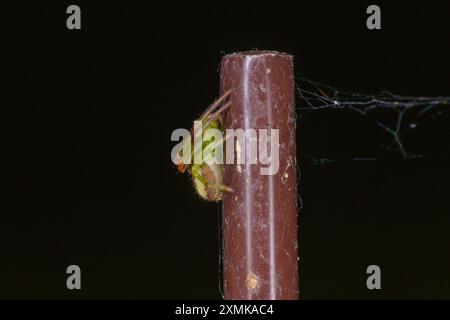 Diaea dorsata Familie Thomisidae Gattung Diaea Krabbenspinne wilde Natur Insektentapete, Bild, Fotografie Stockfoto