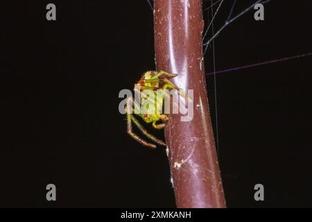 Diaea dorsata Familie Thomisidae Gattung Diaea Krabbenspinne wilde Natur Insektentapete, Bild, Fotografie Stockfoto