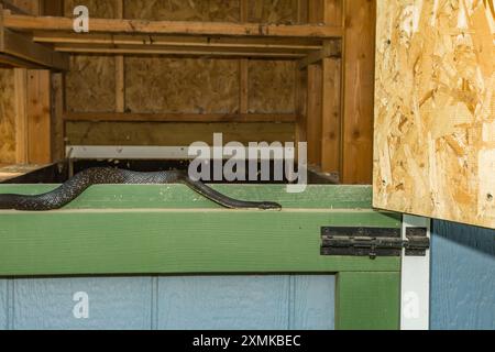 Schwarze Rattenschlange schleicht sich in einen Hühnerkorb Stockfoto