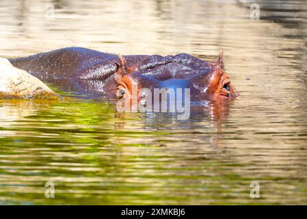 Ein Nilpferd tritt teilweise aus reflektierendem Wasser hervor, das in Sonnenlicht getaucht ist und seine strukturierte Haut und die wachsamen Augen zeigt. Stockfoto