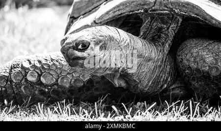 Eine friedliche Schildkröte genießt einen sonnigen Tag auf lebhaftem, grünem Gras, seinen schuppigen Gliedmaßen und seiner gewölbten Muschel vor der hellen Kulisse. Schwarzweiß-Fotografie. Stockfoto