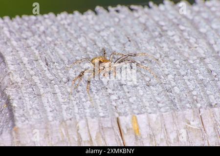 Gattung Xysticus Familie Thomisidae Krabbenspinne wilde Natur Spinnenfotografie, Bild, Tapete Stockfoto