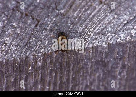 Pogonocherus hispidus Familie Cerambycidae Gattung Pogonocherus Lesser Thorn-Tipped Longhkäfer wilde Natur Insektenfotografie, Bild, Tapete Stockfoto