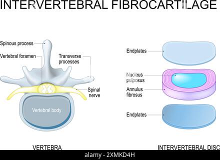 Bandscheibenstruktur von Nucleus pulposus und Annulus fibrosus zu Endplatten. Wirbelanatomie. Wirbelsäule. Vektorabbildung Stock Vektor