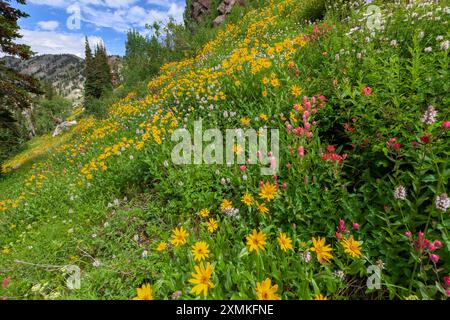 Wildblumen, Albion Becken, Little Cottonwood Canyon, Wasatch Berge, Utah Stockfoto