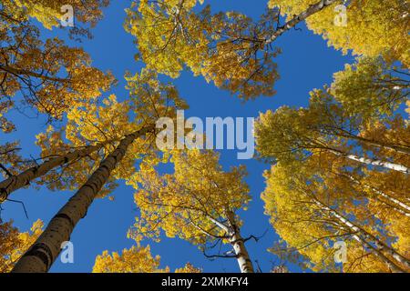 Im Herbst blickt der Uncompahgre National Forest im Gunnison County, Colorado, in einem Aspenwald in den Himmel Stockfoto