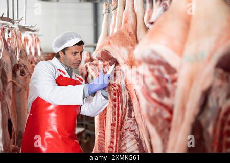 Metzger zur Temperaturmessung roher Schweineschlachtkörper im Kühllager Stockfoto