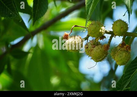 Ohio Buckeye Samenkapseln bilden sich Stockfoto