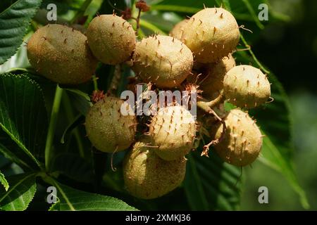 Unreife Ohio Buckeye Samenkapseln Stockfoto