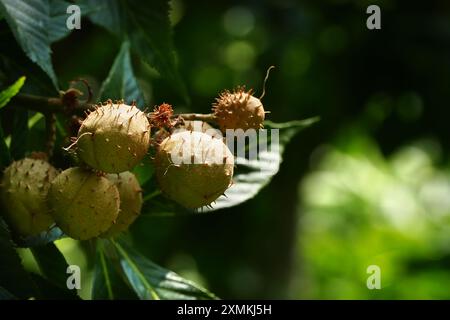 Unreife Ohio Buckeye Samenkapseln Stockfoto