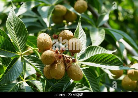 Unreife Ohio Buckeye Samenkapseln Stockfoto