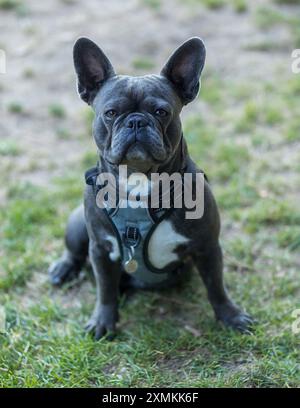 2-jähriger blauer Brindle männlicher französischer Hündchen sitzt auf Gras und schaut in die Kamera. Off-Leine Dog Park in Nordkalifornien. Stockfoto