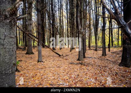 Eine Reihe von Tannenbäumen im Wald mit Blättern auf dem Boden. Stockfoto