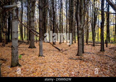 Eine Reihe von Tannenbäumen im Wald mit Blättern auf dem Boden. Stockfoto