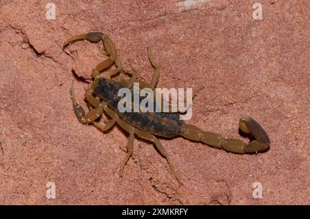 Gestreifter Rindenskorpion, Centruroides vittatus Stockfoto