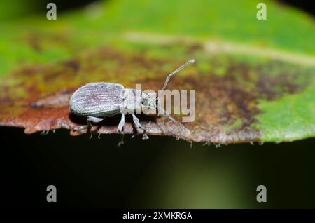 Asiatisches Eichenweevil, Cyrtepistomus castaneus Stockfoto