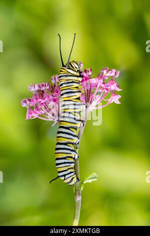 Eine östliche Tigerschwalbenschwanz-raupe, die eine rosa Sumpfmilkweed-Blüte isst. Weicher grüner Hintergrund Stockfoto